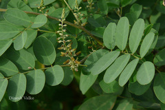 Indigofera suffruticosa